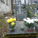chryzantemy_niemiec11