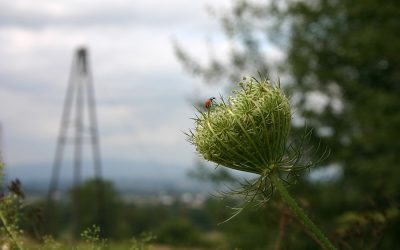 Towarzystwo „Jastrzębiec” organizuje I Maraton na Orientację „KIWON”